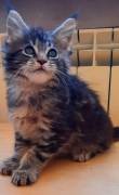 Cucciolo maschio maine coon disponibili 