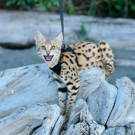 gatito savannah, caracal, serval disponible