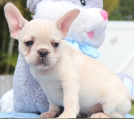 Cuccioli di bulldog francese