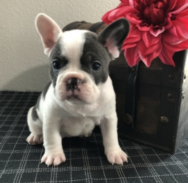 Cuccioli di bulldog francese