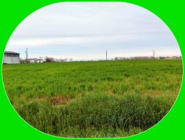 Terreno Agricolo Coltivato nelle vicinanze di Mirandola (MO).