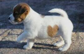 Regalo Jack Russell Terrier  Cucciola di Jack Russell Terrier di 3 mesi e mezzo genitori visibili,  