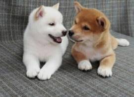 REGALO Cuccioli Shiba Inu  cuccioli Shiba Inu maschio e femmina disponibile.  Tutti i documenti sono