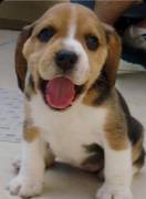 Regalo Beagle MERAVIGLIOSI  cuccioli di Beagle ottima genealogia, gia vaccinati, sverminati e  micro