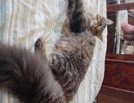 MAINE COON  MASCHIO