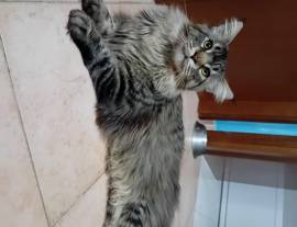 MAINE COON  MASCHIO
