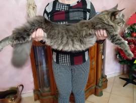 MAINE COON  MASCHIO