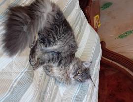 MAINE COON  MASCHIO
