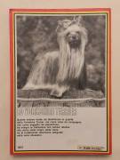 Lo Yorkshire Terrier di Ethel Munday Editoriale Olimpia, Firenze 1986