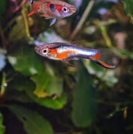 POECILIA WINGEI CAMPOMA nn. 47/51; CEDO solo  FEMMINE, feconde, Coppie e Trio (1M e 2F)