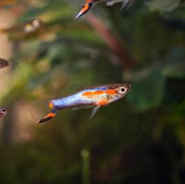 POECILIA WINGEI CAMPOMA nn. 47/51; CEDO solo  FEMMINE, feconde, Coppie e Trio (1M e 2F)