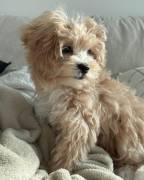 Cuccioli maschi e femmine disponibili per l'adozione.