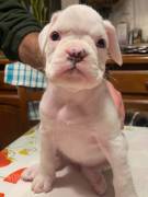 BOXER Cuccioli