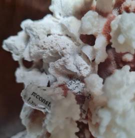 Corallo Bianco vintage  soprammobile da collezione. 