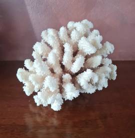 Corallo Bianco vintage  soprammobile da collezione. 