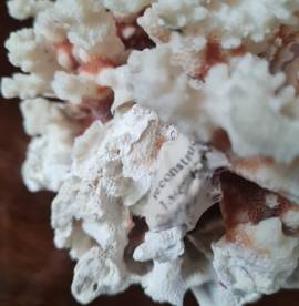 Corallo Bianco vintage  soprammobile da collezione. 