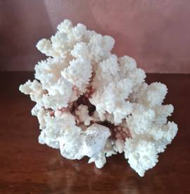 Corallo Bianco vintage  soprammobile da collezione. 