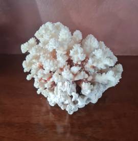 Corallo Bianco vintage  soprammobile da collezione. 