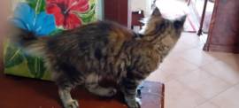 CUCCIOLA MAINE COON 