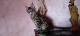 CUCCIOLA MAINE COON 