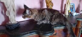 CUCCIOLA MAINE COON 