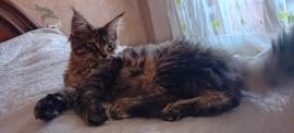 CUCCIOLA MAINE COON 