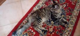 CUCCIOLA MAINE COON 