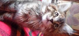 MAINE COON cucciola