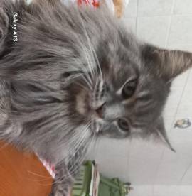 MAINE COON cucciola MAINE COON cucciola