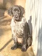 Cucciolo springer 