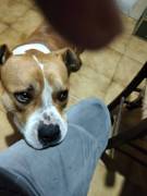 Cerca Adozione urgente 