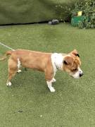 Cerca Adozione urgente 