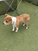 Cerca Adozione urgente 