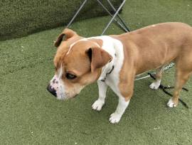 Cerca Adozione urgente 