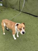 Cerca Adozione urgente 