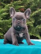 splendidi cuccioli di bulldog francese