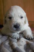 Cuccioli di Golden Retriever 