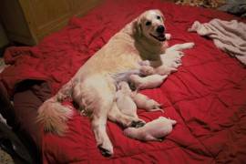 Cuccioli di Golden Retriever 