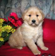 GOLDEN RETRIEVER