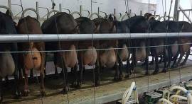 vendita de 230 capre spagnole Murciana per la Italia di alta calita