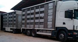 vendita de 230 capre spagnole Murciana per la Italia di alta calita