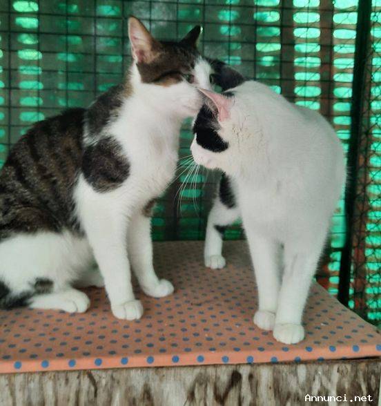 Giulietta & Romeo, la scelta di due gatti !