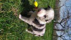 Cuccioli di Border Collie