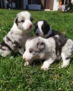 Cuccioli di Border Collie