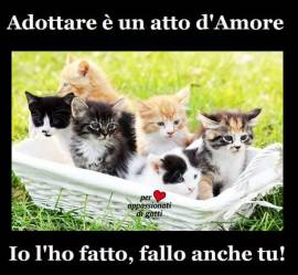 Cuccioli di gatto cercano adozione 