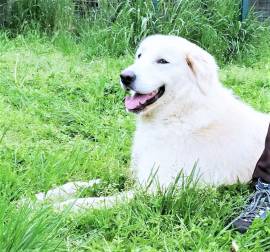 Orso mix P. Maremmano vellutato e leonino