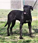 LOLA strepitosa Cane Corso nera, statuaria e dolcissima