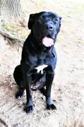 LOLA strepitosa Cane Corso nera, statuaria e dolcissima