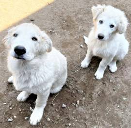 GIASONE super cucciolottONE PMA di 4 mesi