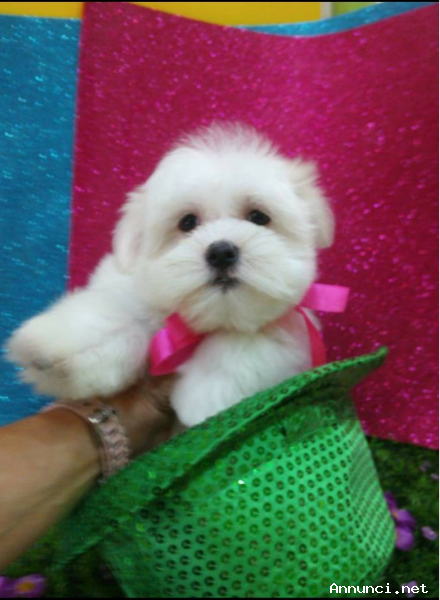 Cuccioli di Maltese